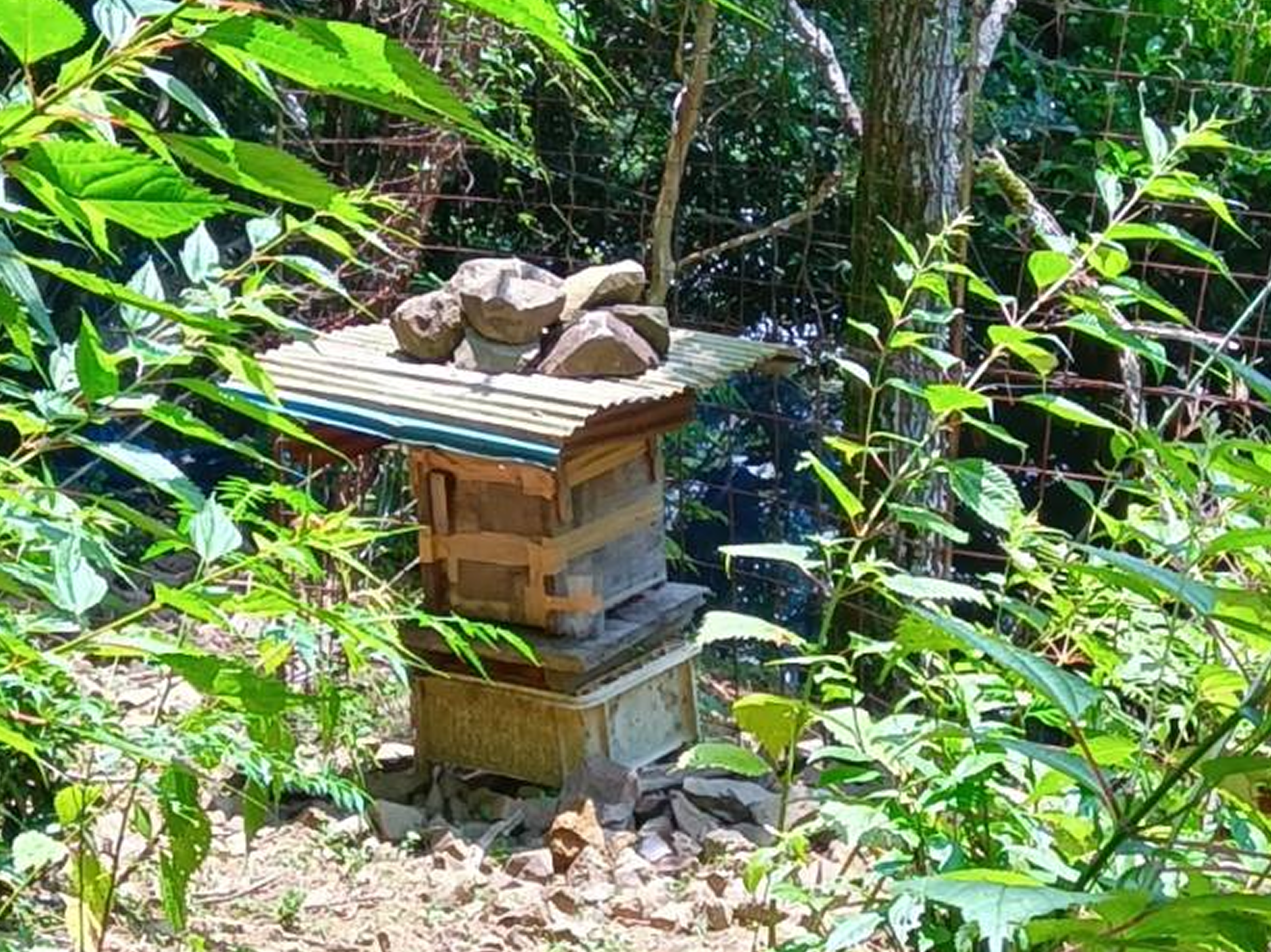 森の中に設置された重箱型の巣箱